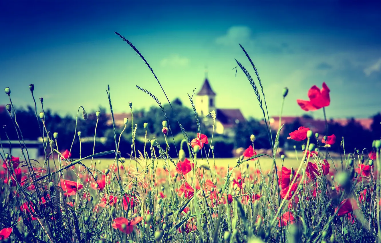 Photo wallpaper field, the sky, flowers, stem, Church
