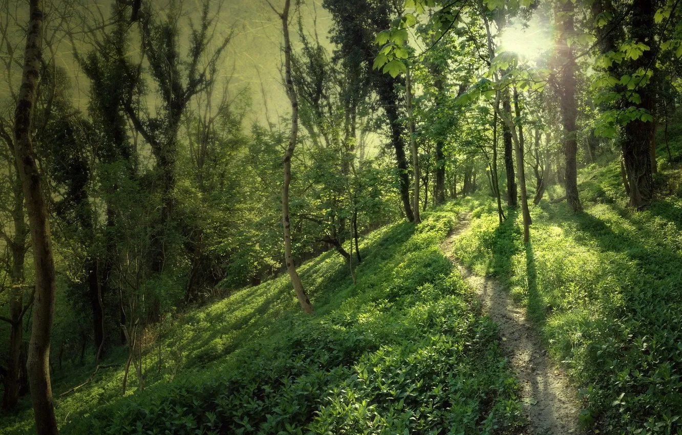 Photo wallpaper road, forest, landscape