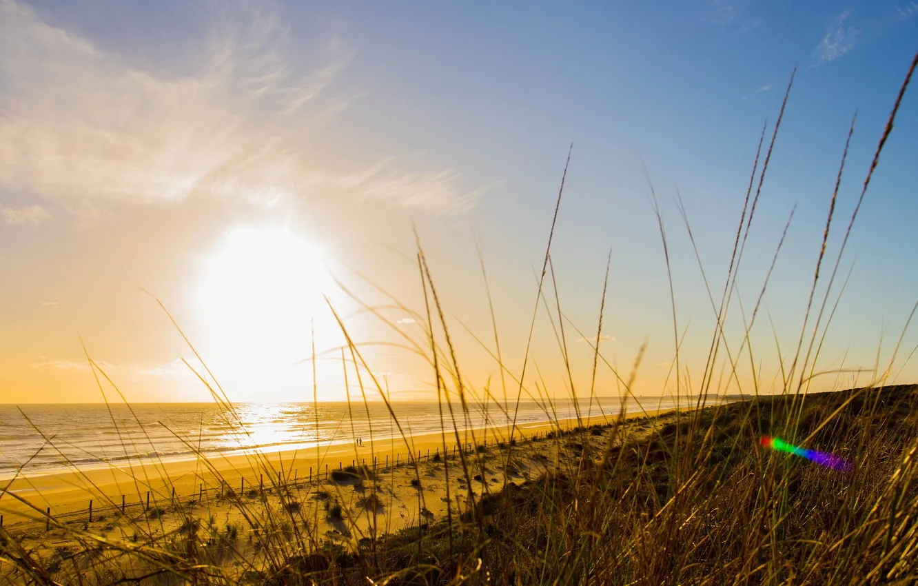 Photo wallpaper sea, beach, the sky, grass, the sun, blue