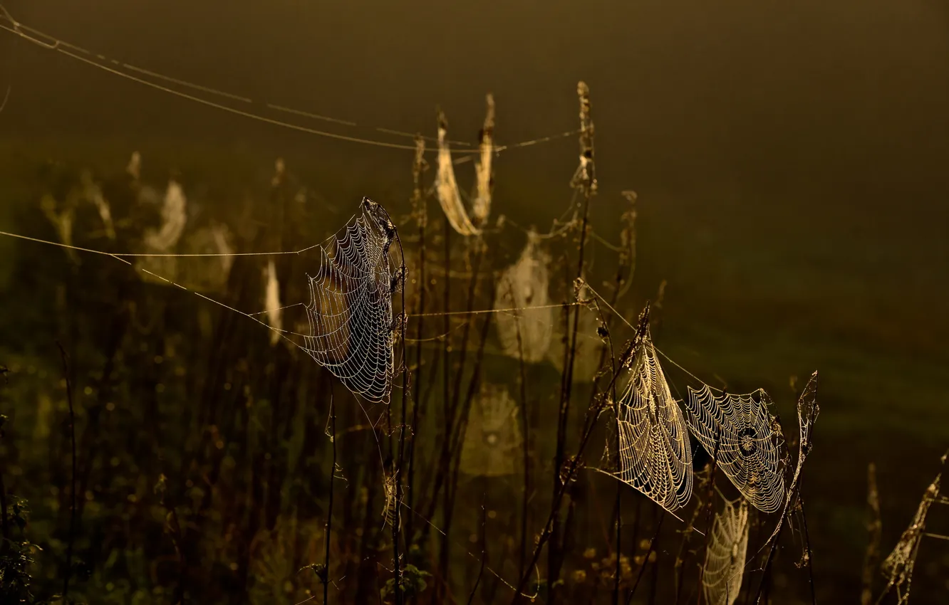 Photo wallpaper autumn, nature, web