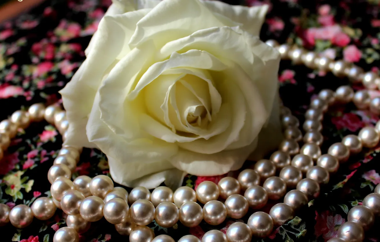 Photo wallpaper flower, petals, fabric, pearl, white rose