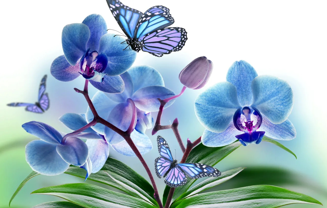 Photo wallpaper flowers, collage, butterfly, wings, petals, Orchid