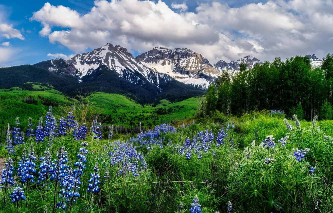 Photo wallpaper greens, field, snow, flowers, mountains, lupins, vertexes.the clouds