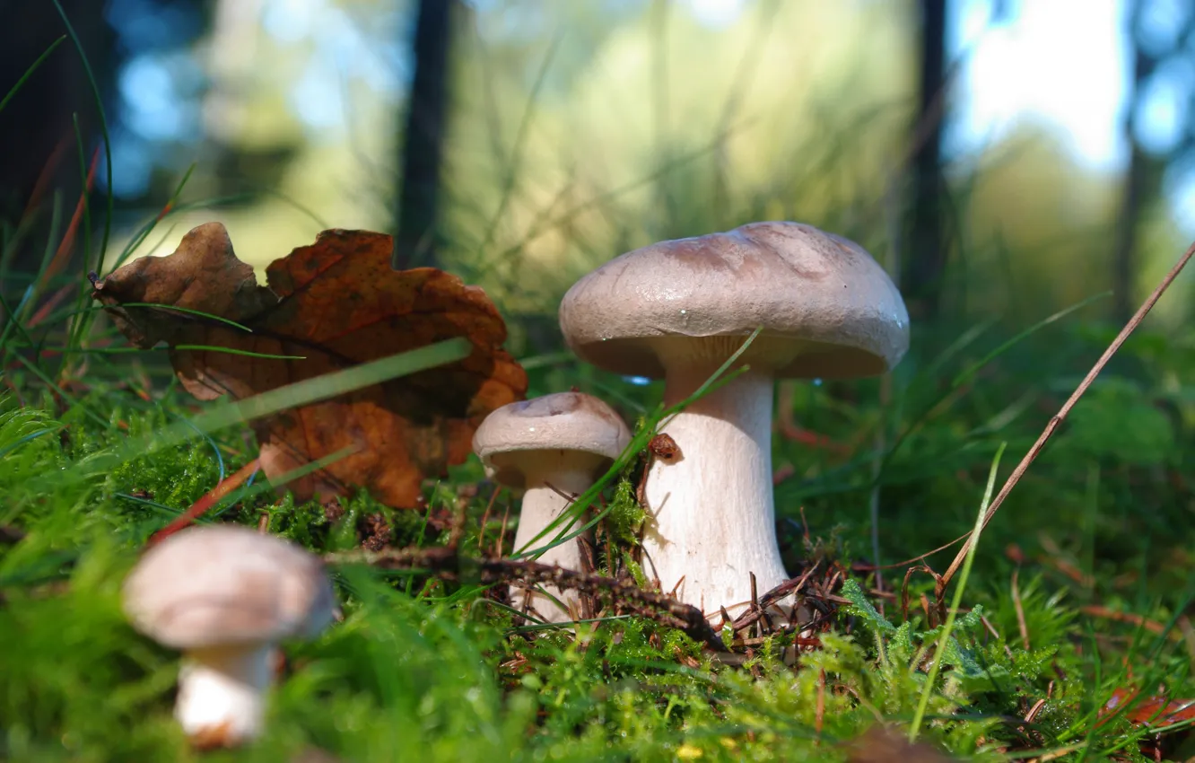 Photo wallpaper autumn, forest, grass, light, nature, glade, mushrooms, mushroom