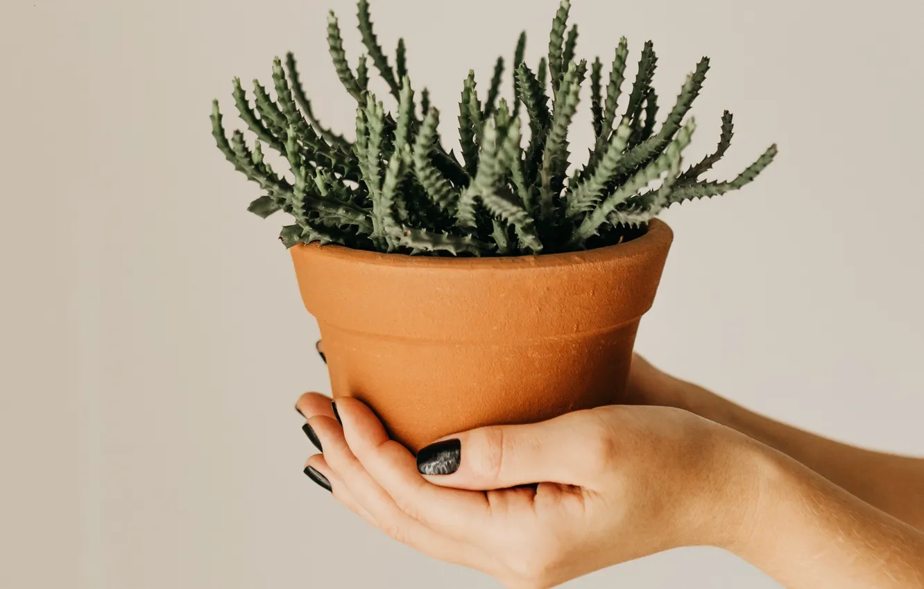 Photo wallpaper plant, hands, cactus, pot, nails, succulents