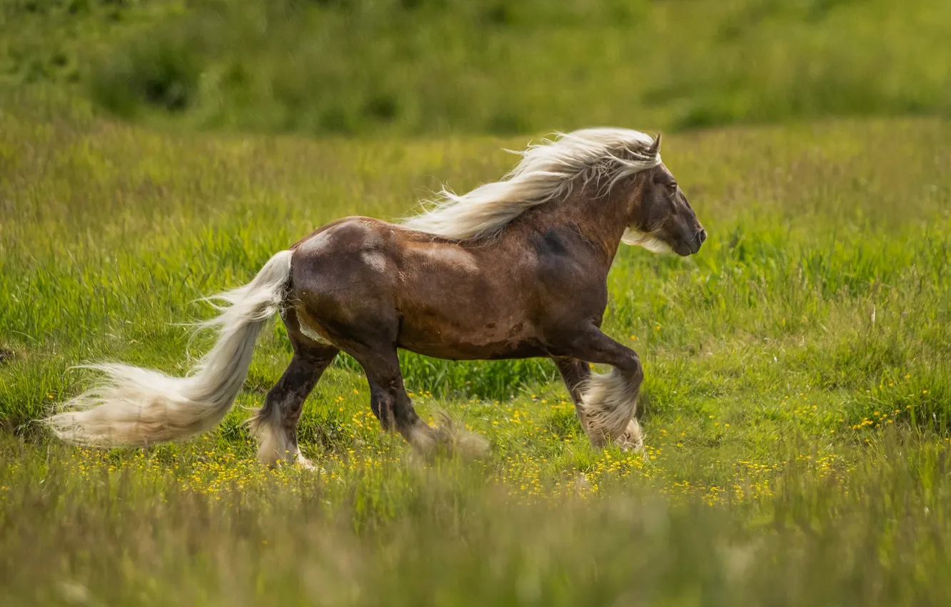 Photo wallpaper grass, horse, horse