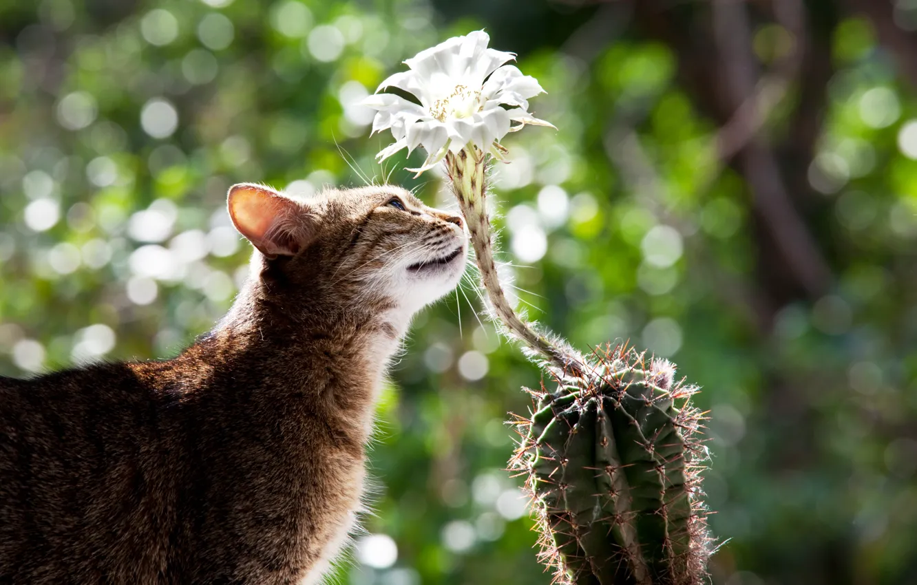 Photo wallpaper cat, cat, flowers, cactus