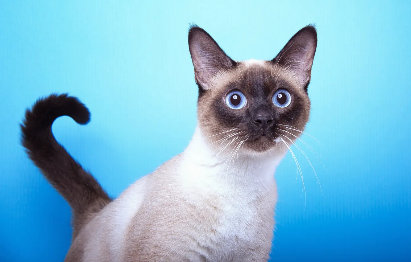 Photo wallpaper cat, background, muzzle, tail, breed, Siamese, Vzglyad