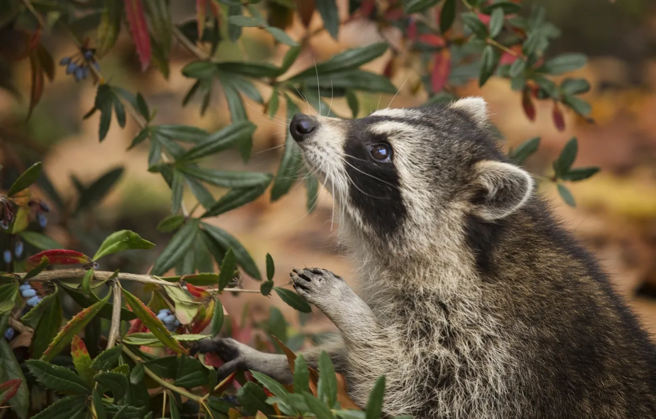 Photo wallpaper nature, raccoon, the bushes