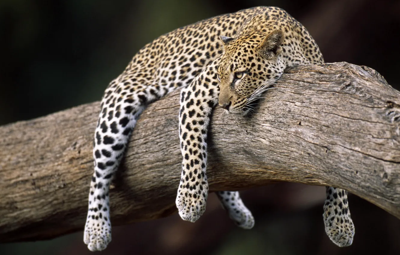 Photo wallpaper leopard, on the tree, weighs