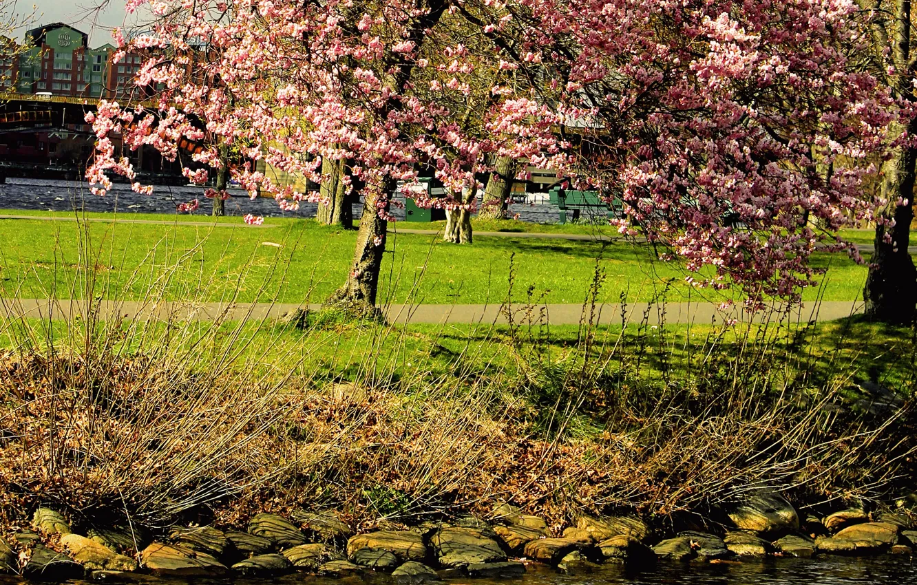 Photo wallpaper Park, tree, spring, Nature, flowering, park, tree, spring