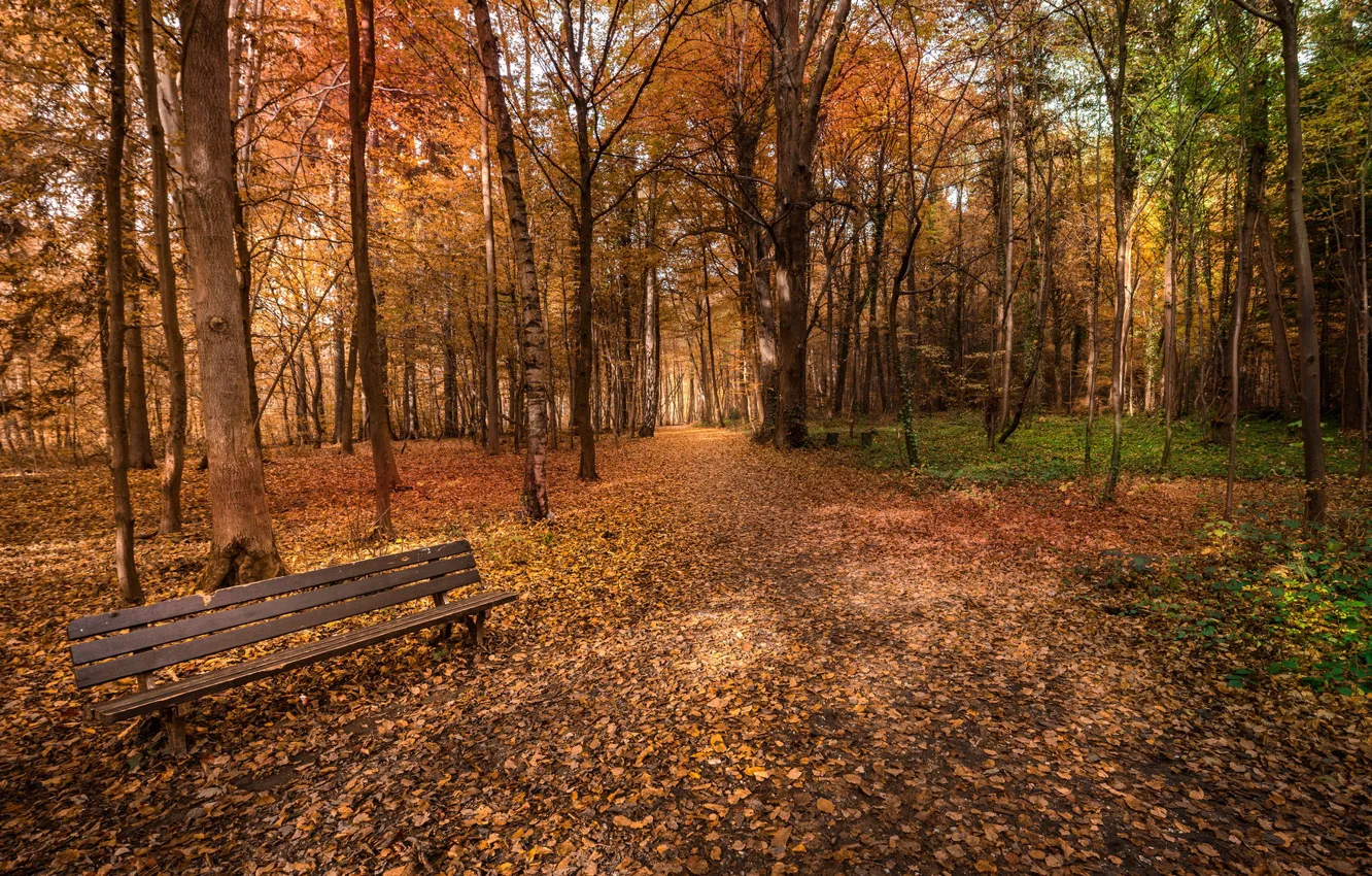 Photo wallpaper autumn, Park, bench