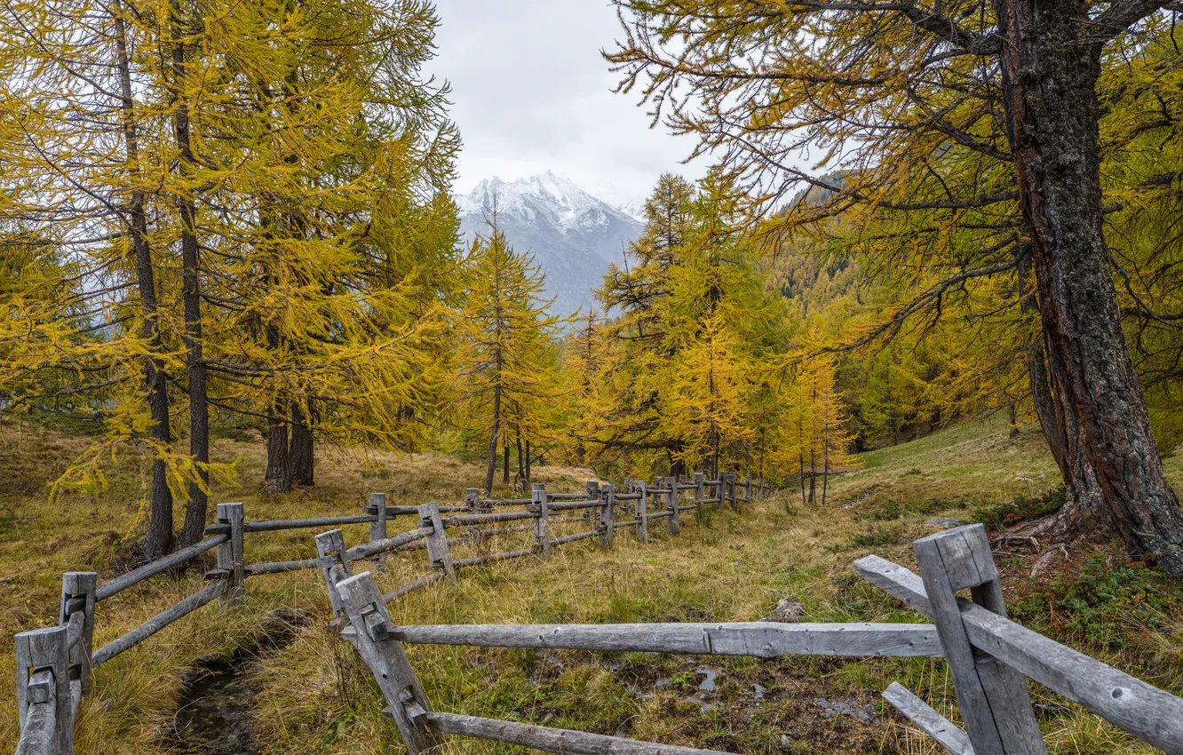 Photo wallpaper autumn, trees, nature, the fence, larch