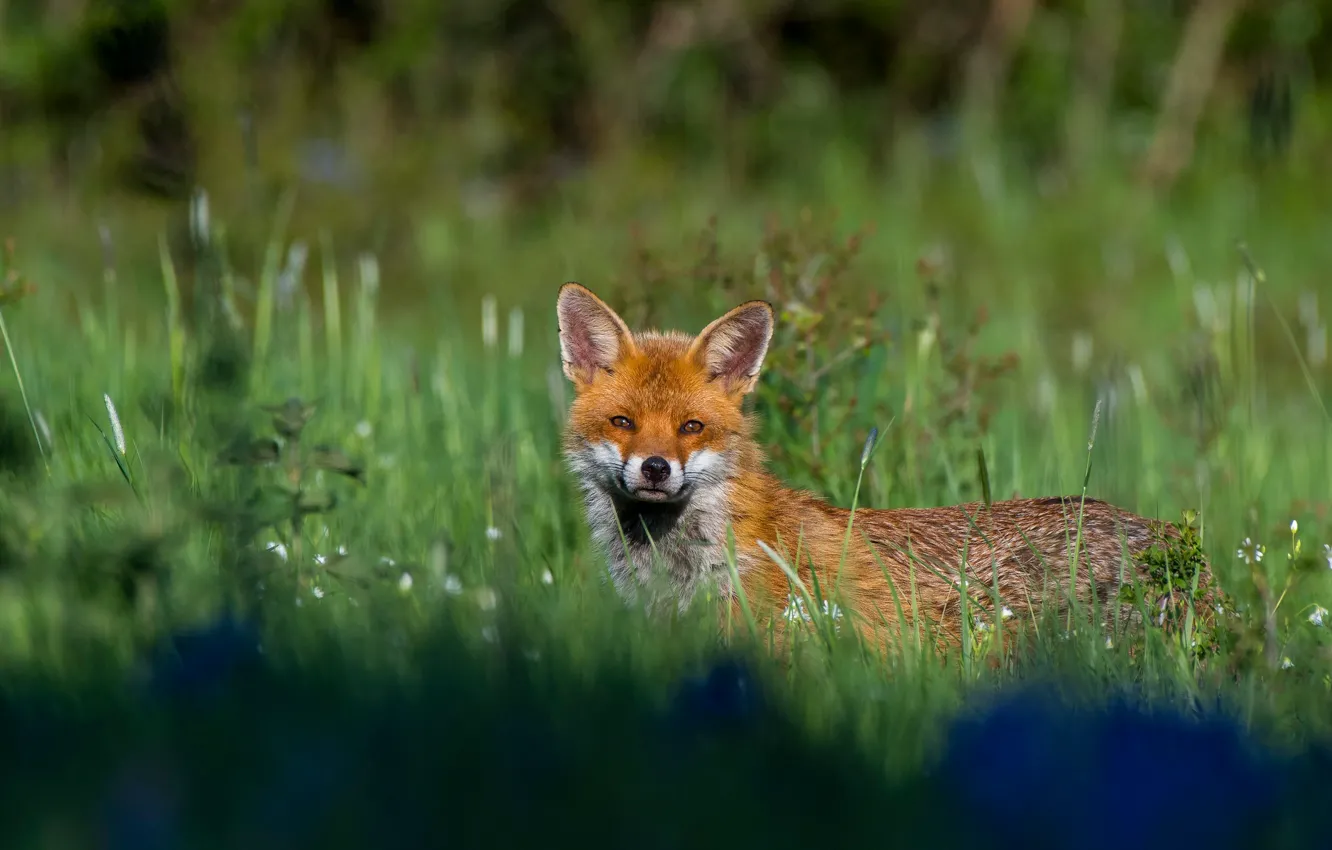 Photo wallpaper greens, summer, grass, look, flowers, blue, nature, glade
