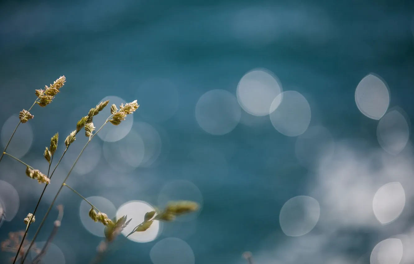 Photo wallpaper grass, nature, bokeh