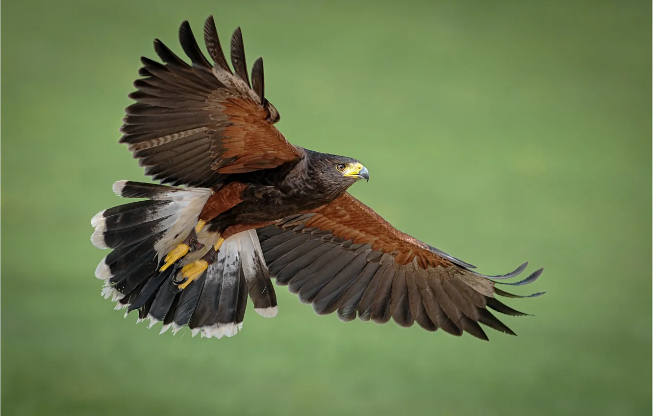 Photo wallpaper bird, predator, desert Buzzard