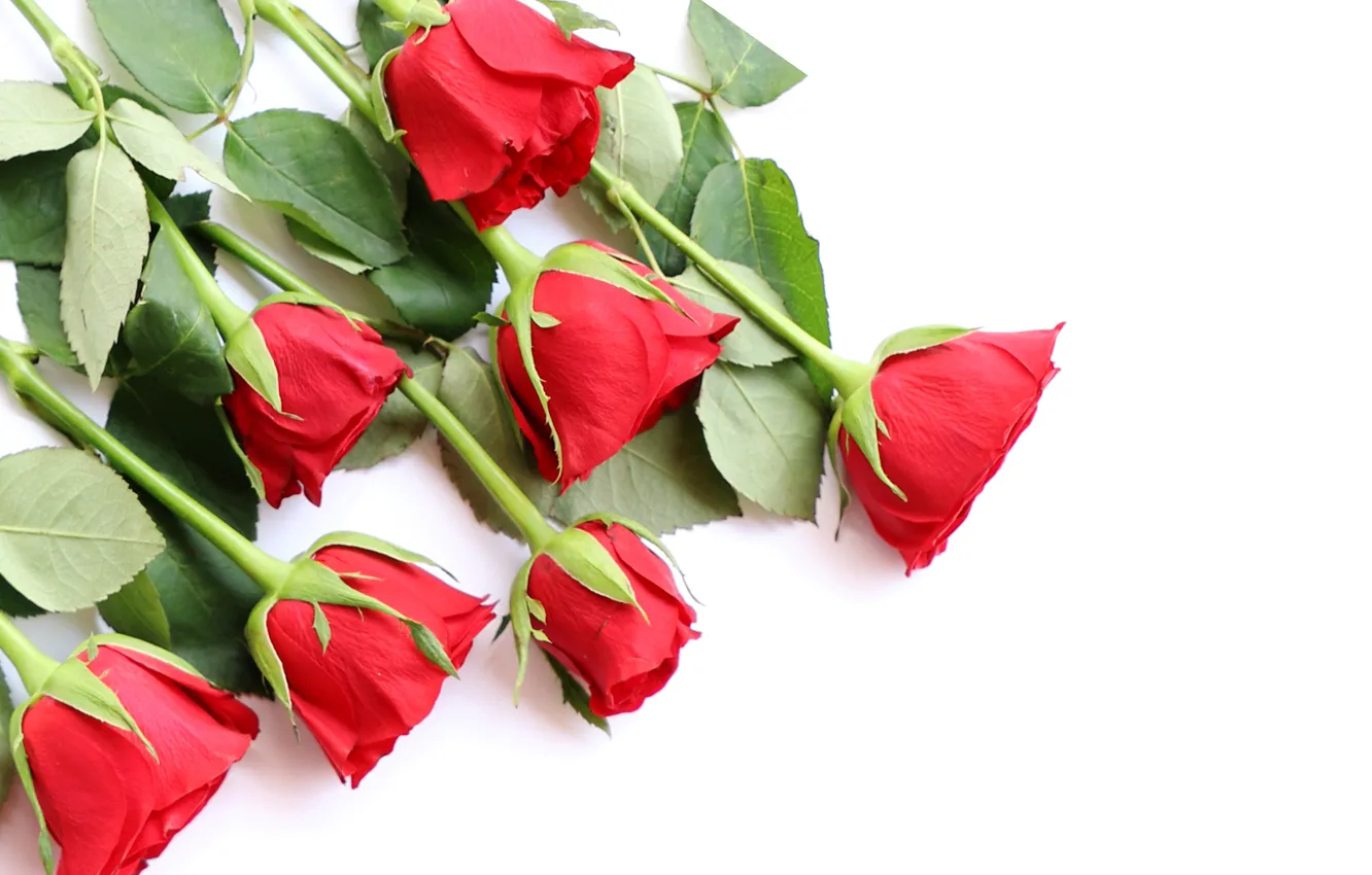 Photo wallpaper flowers, red, roses, bouquet, red, love, wood, flowers