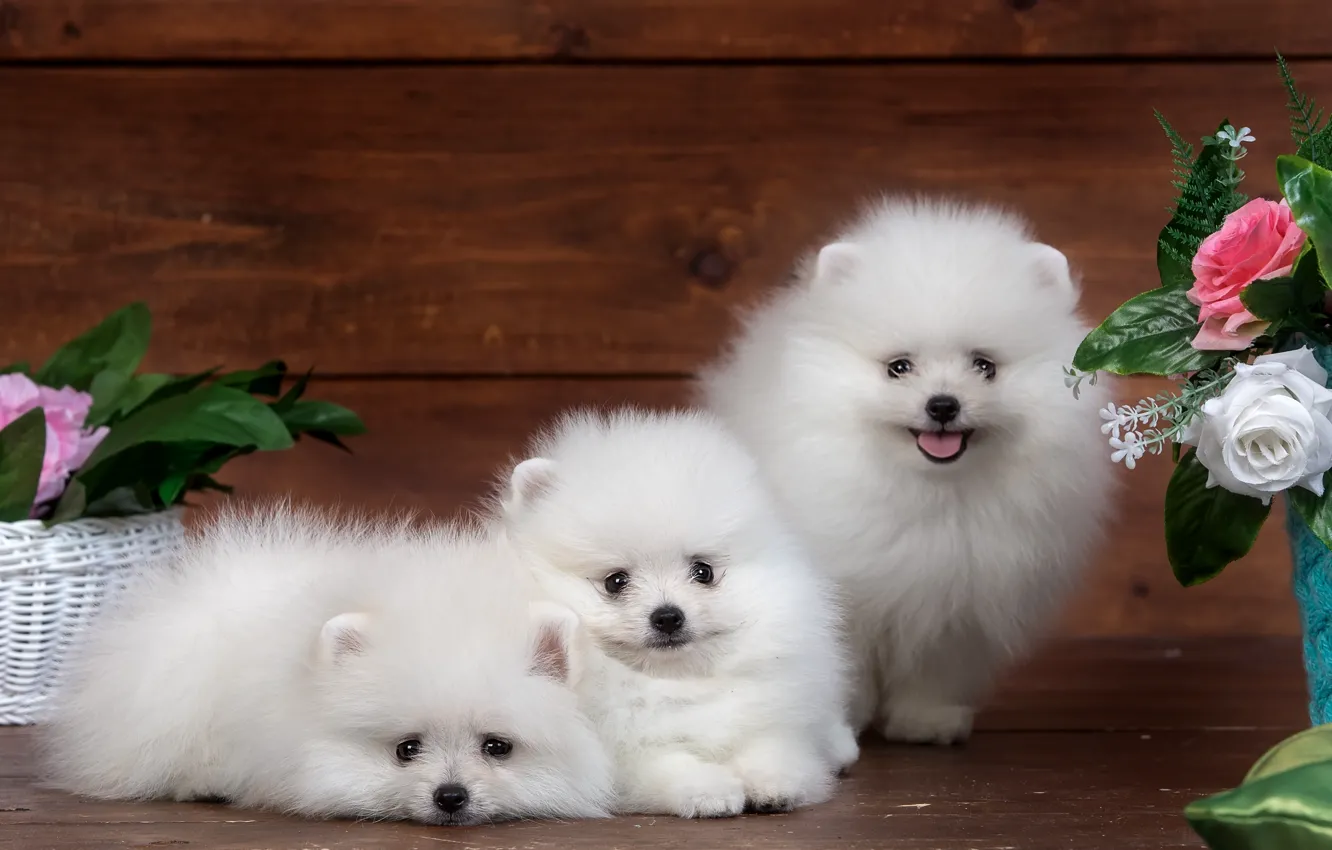 Photo wallpaper white, flowers, fluffy, cute, puppy, trio, funny, Spitz