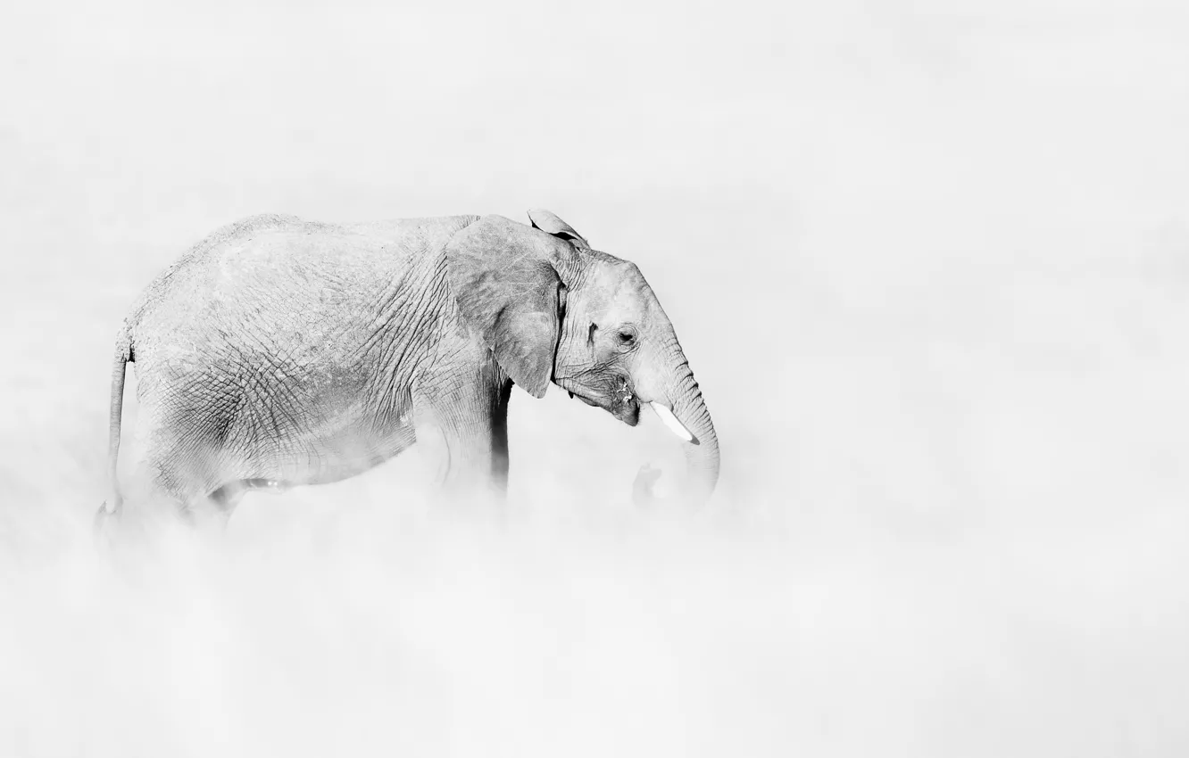 Photo wallpaper nature, background, elephant