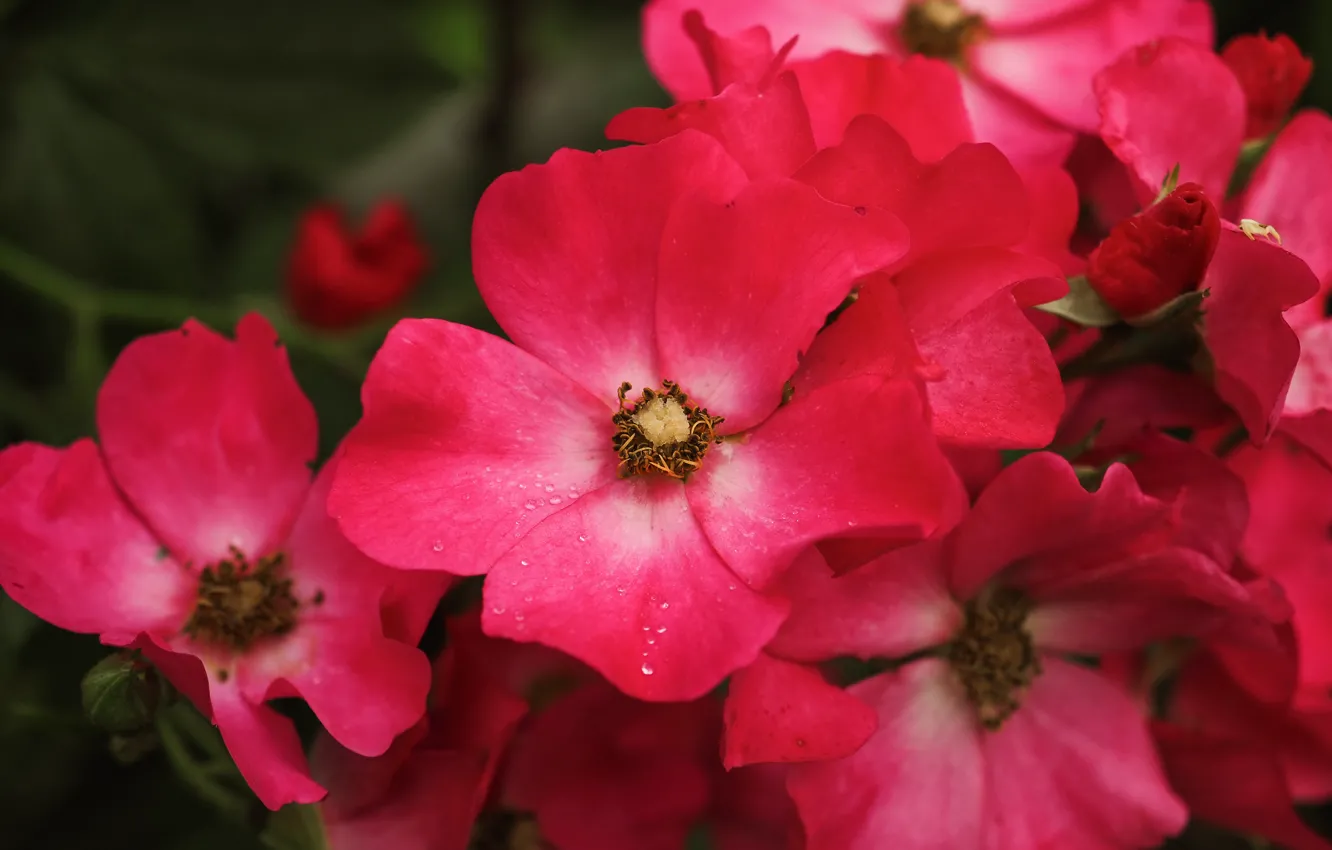 Photo wallpaper flowers, briar, pink