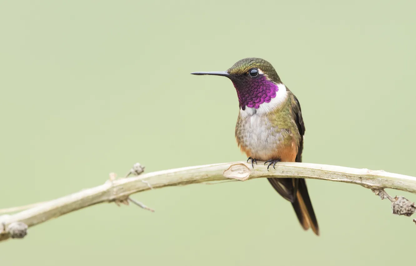 Photo wallpaper branches, Hummingbird, baby