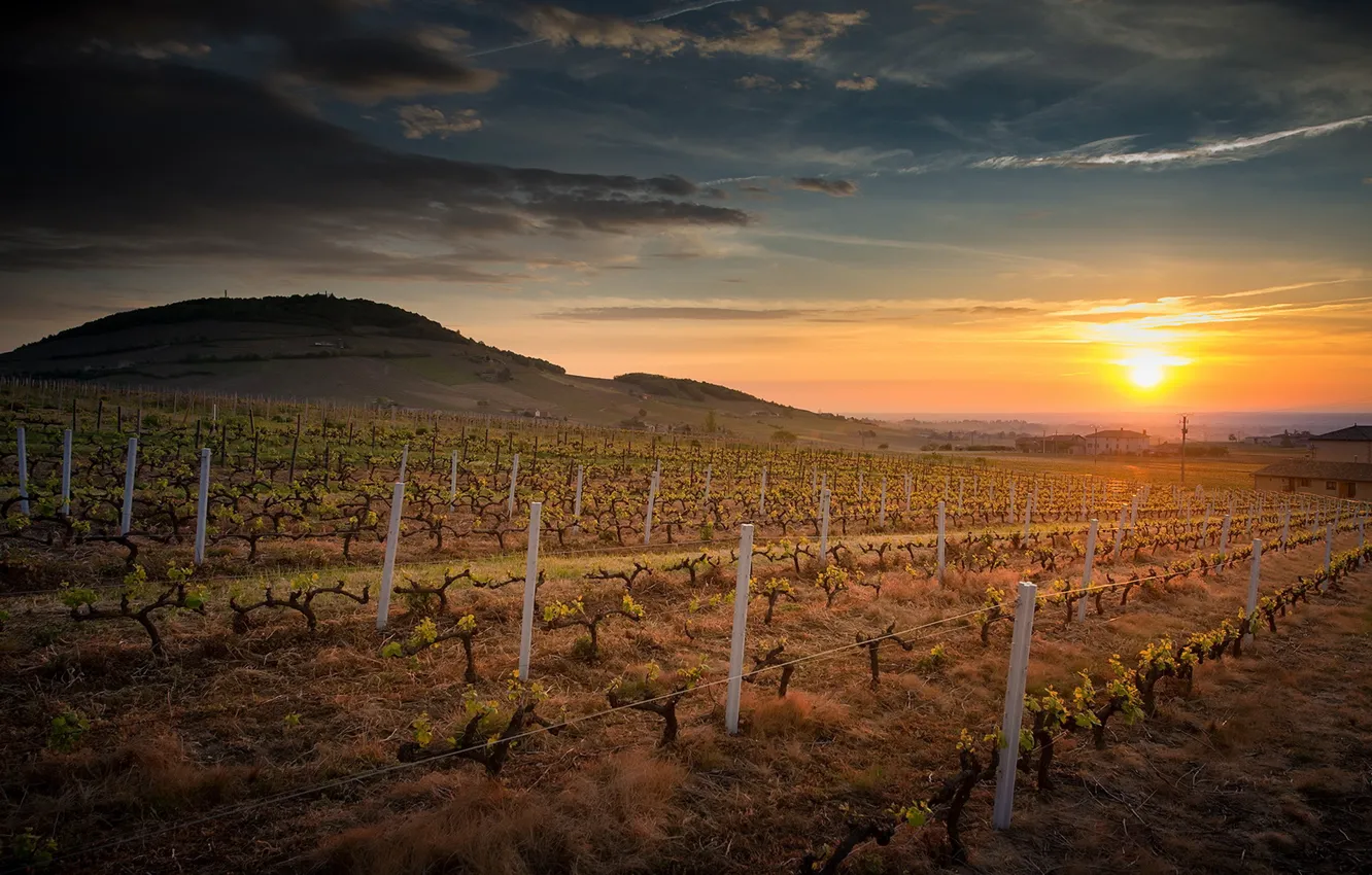 Photo wallpaper field, sunset, vineyard