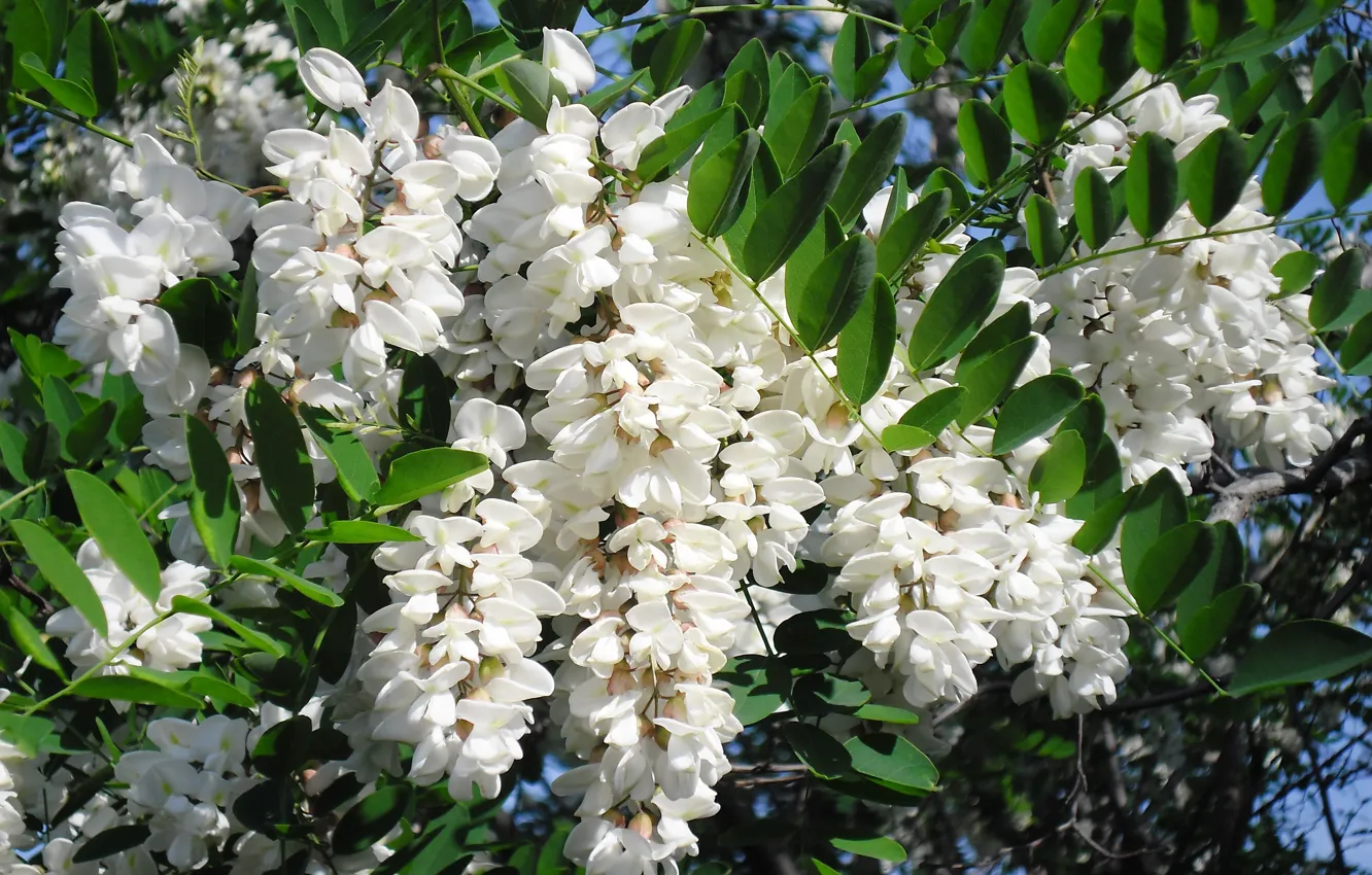 Photo wallpaper white, flowering, acacia