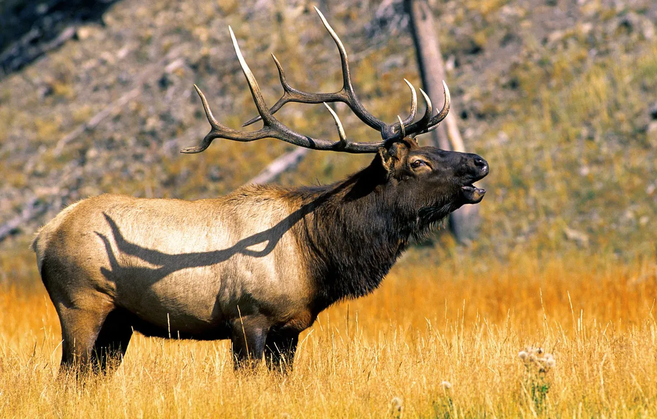 Photo wallpaper animal, U.S, Elk, In Yellowstone National Park Wyoming