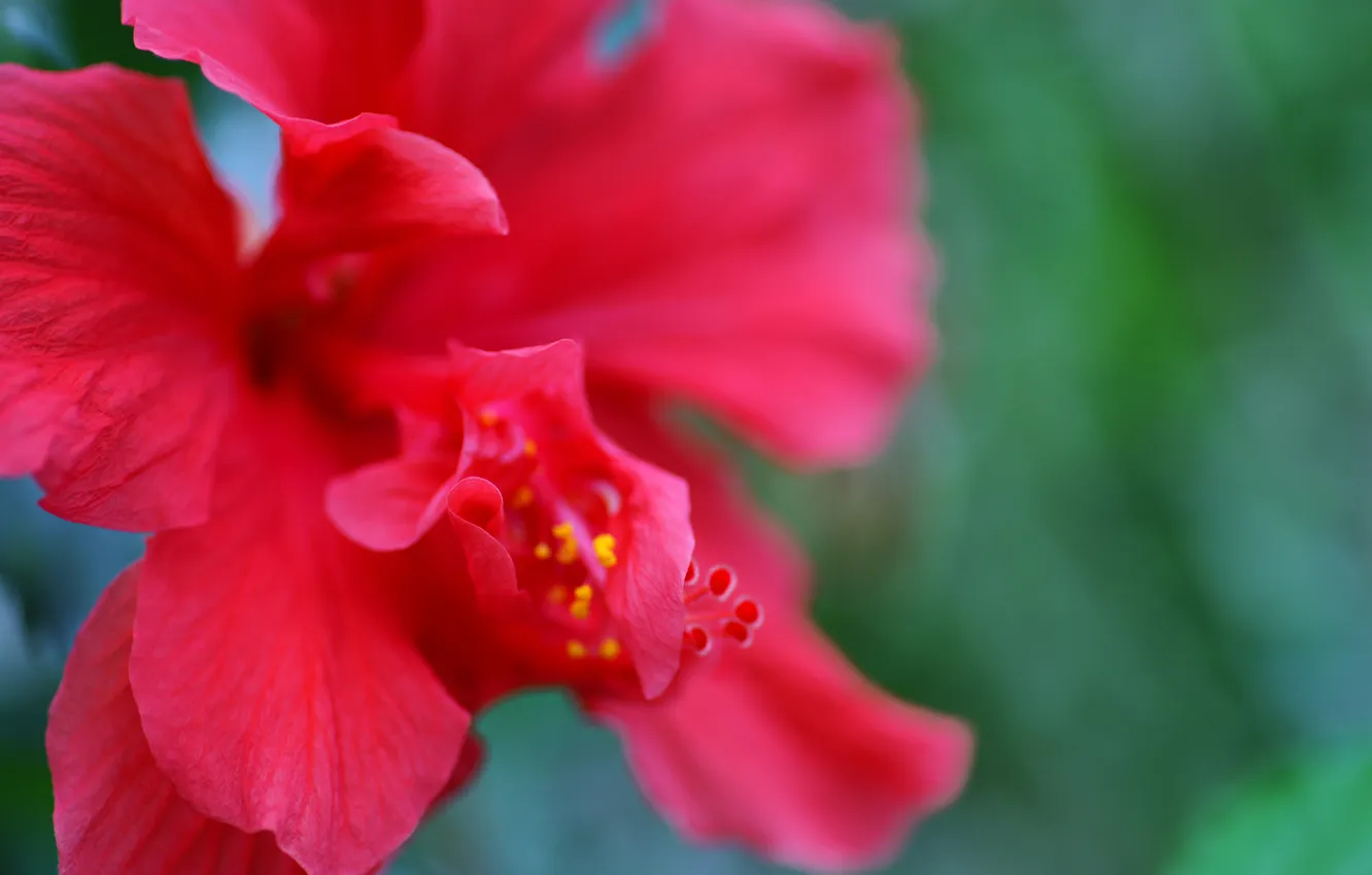 Photo wallpaper macro, flowers, red, nature, petals, hibiscus