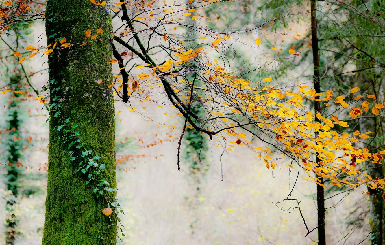 Photo wallpaper autumn, trees, nature