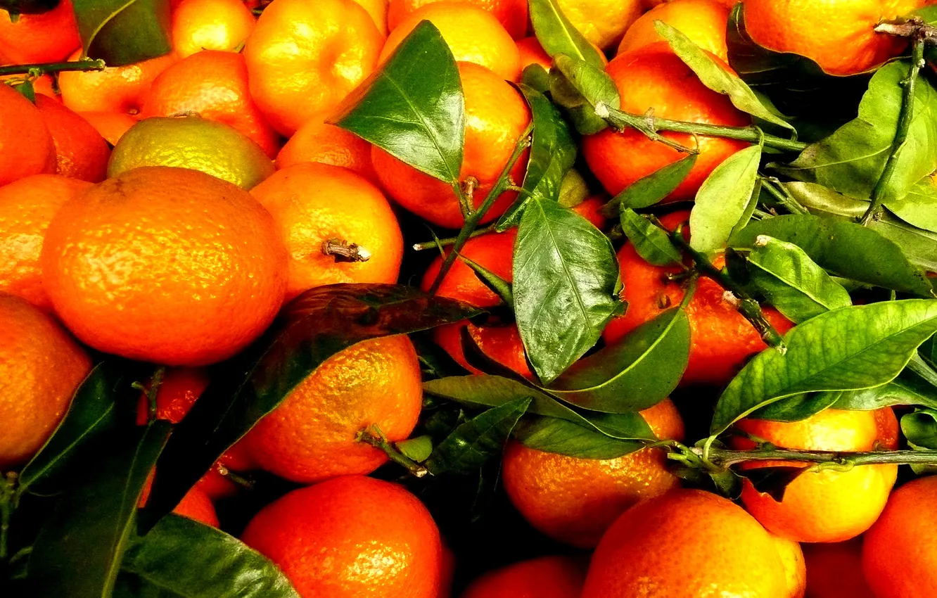 Photo wallpaper leaves, harvest, fruit, tangerines