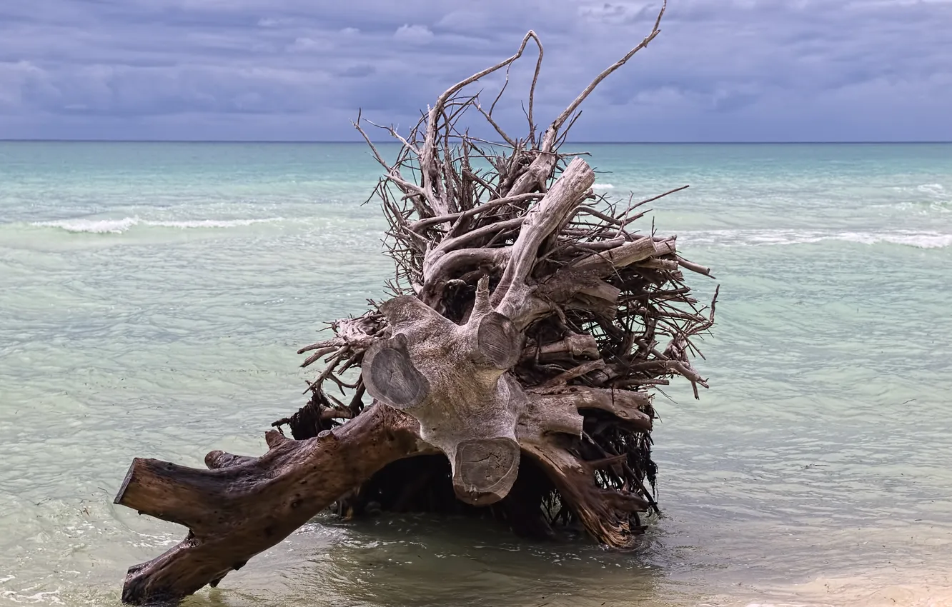 Photo wallpaper sea, trees, clouds, roots, horizon, stranded, Dry, Koryak