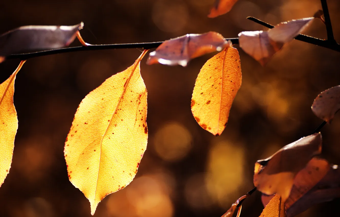 Photo wallpaper autumn, leaves, nature, leaf, sheets, macro photography, autumn Wallpaper, beautiful pictures