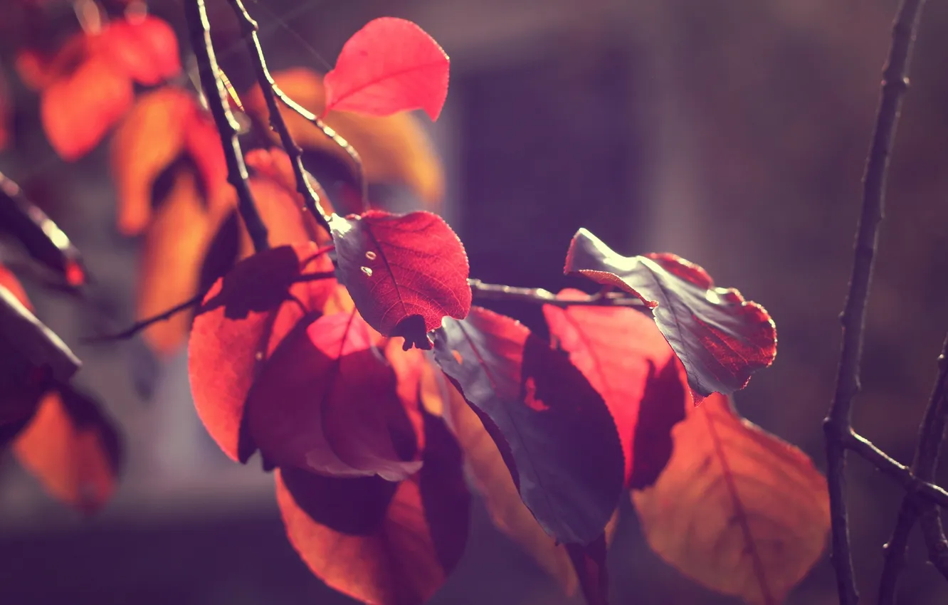 Photo wallpaper autumn, leaves, macro, branches, nature, branch