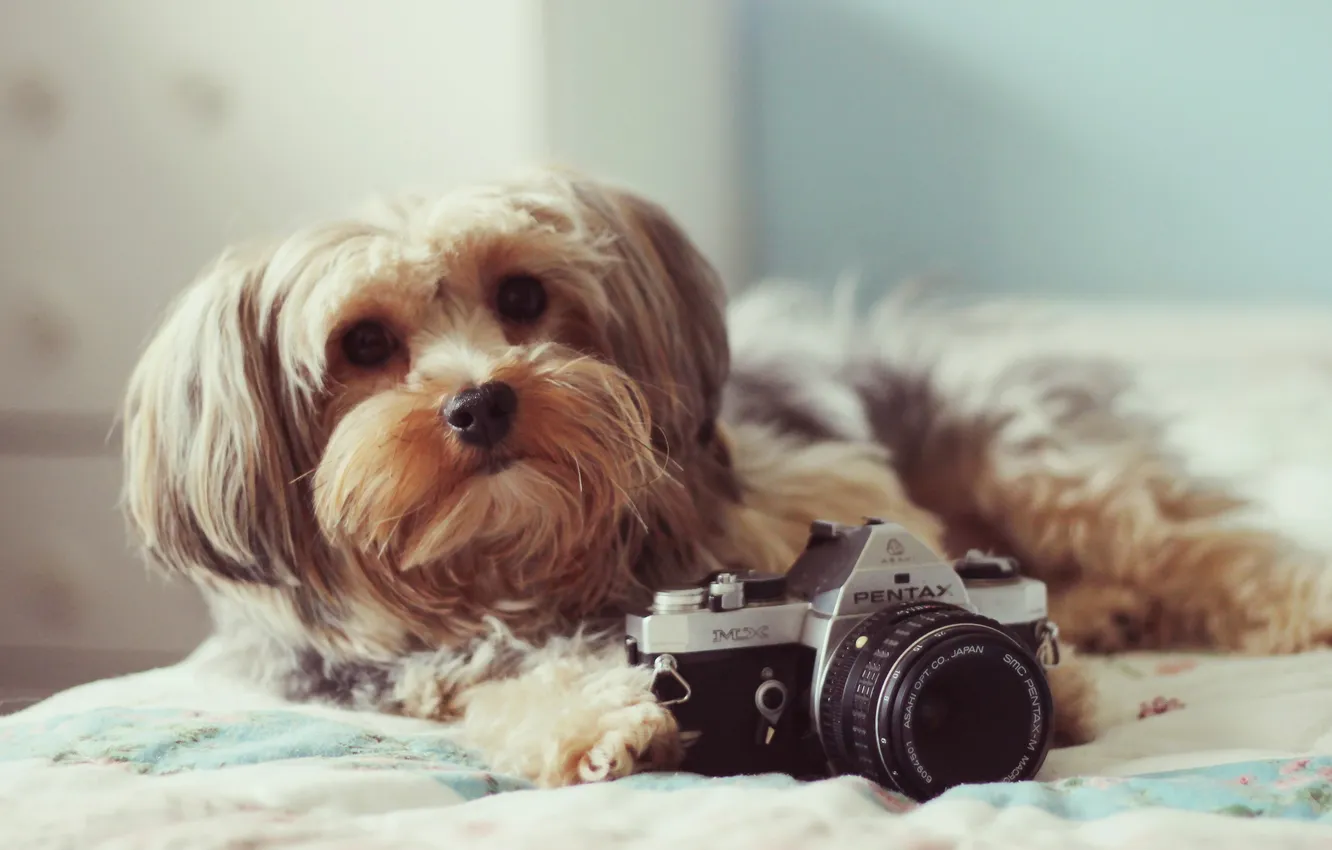 Photo wallpaper background, dog, the camera