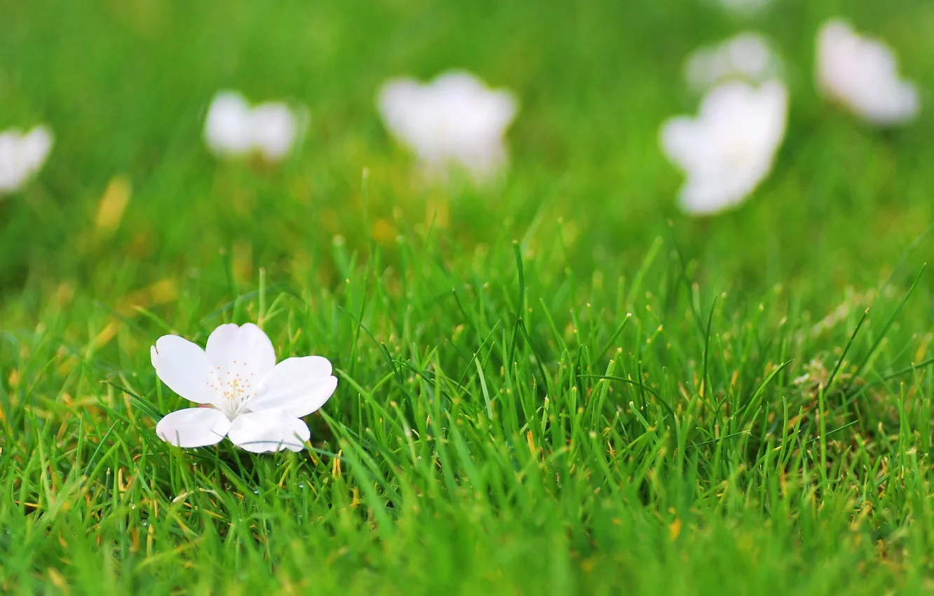 Photo wallpaper greens, white, grass, flowers, background, Wallpaper, wallpaper, flowers