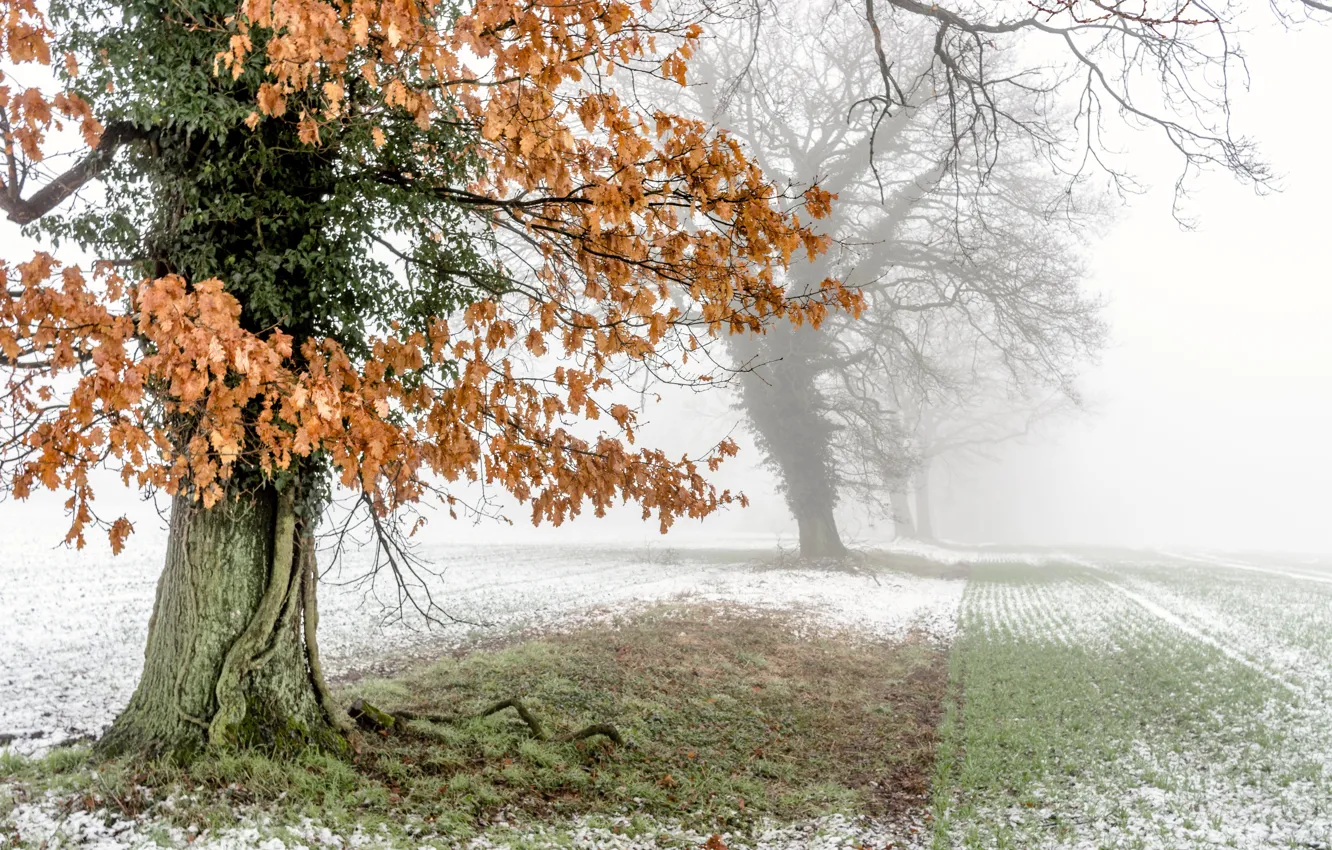 Photo wallpaper field, trees, fog