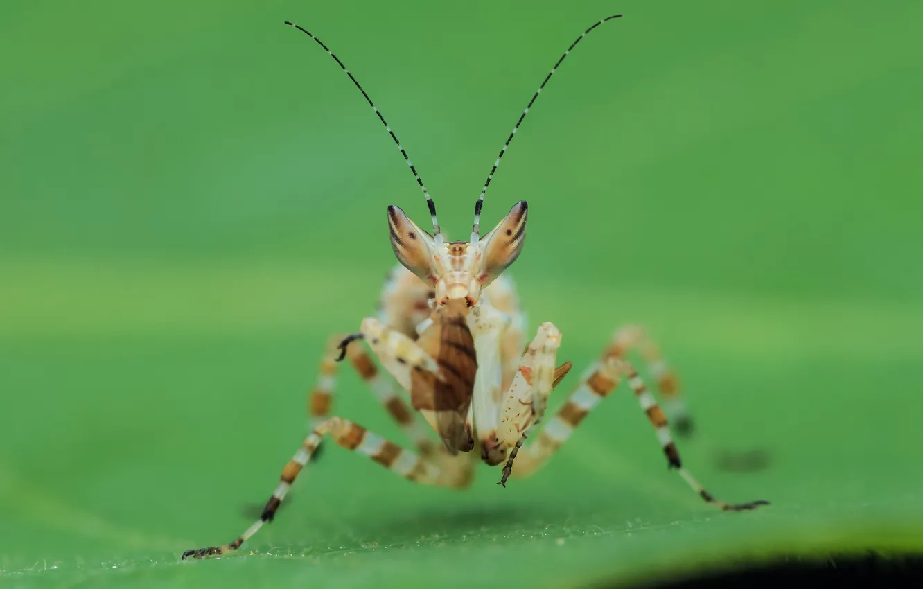 Photo wallpaper macro, background, mantis, insect