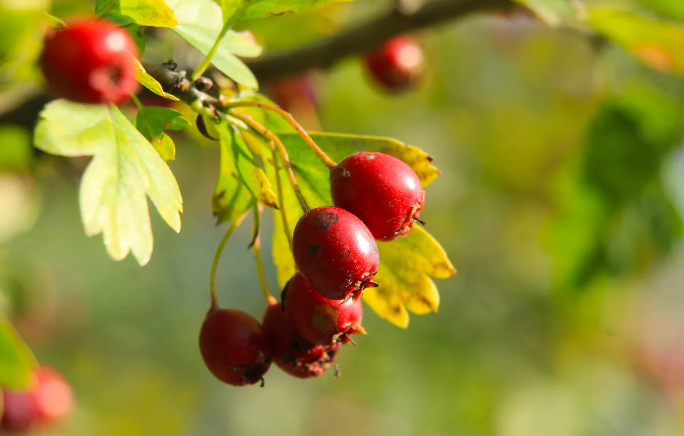 Photo wallpaper red, leafs, fruit, twig