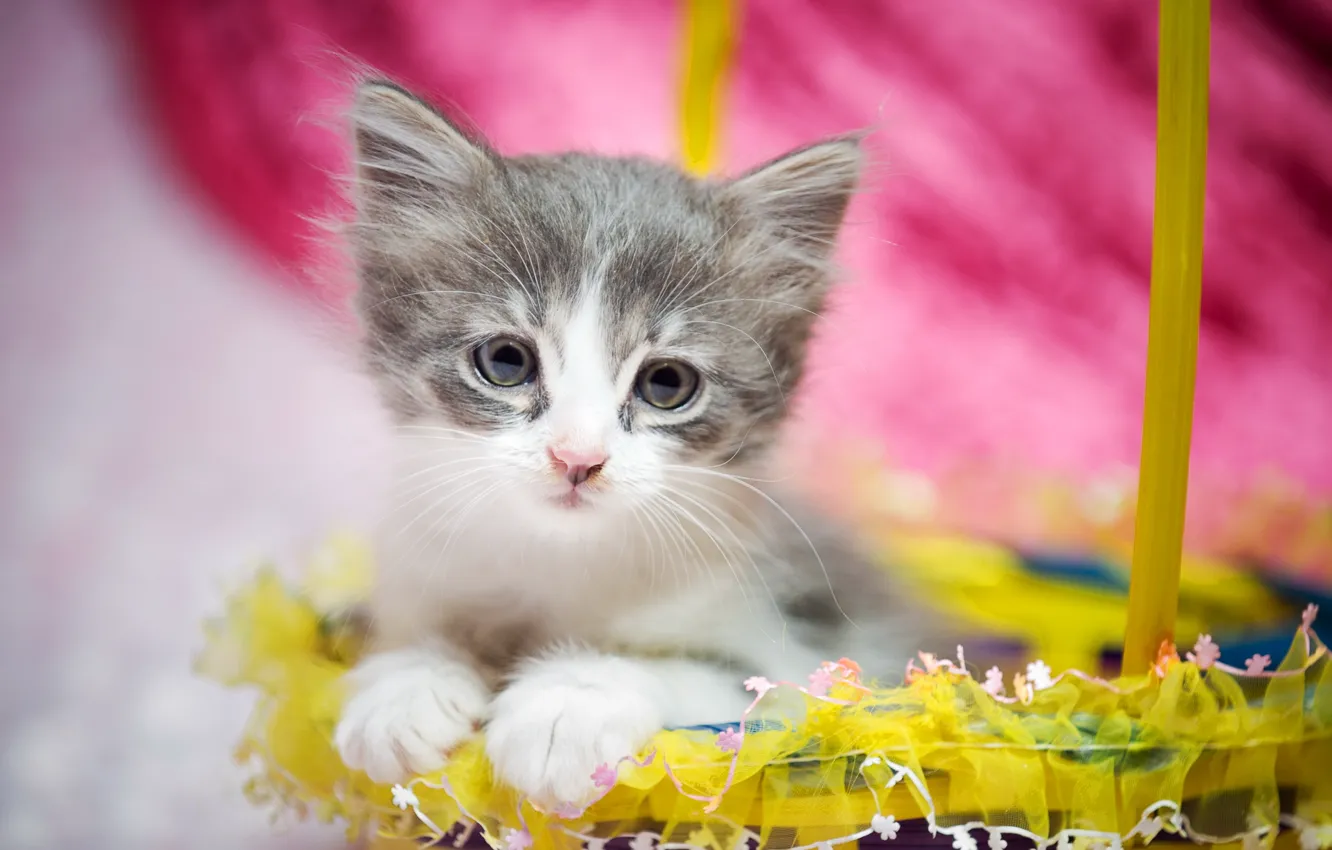 Photo wallpaper cat, look, gift