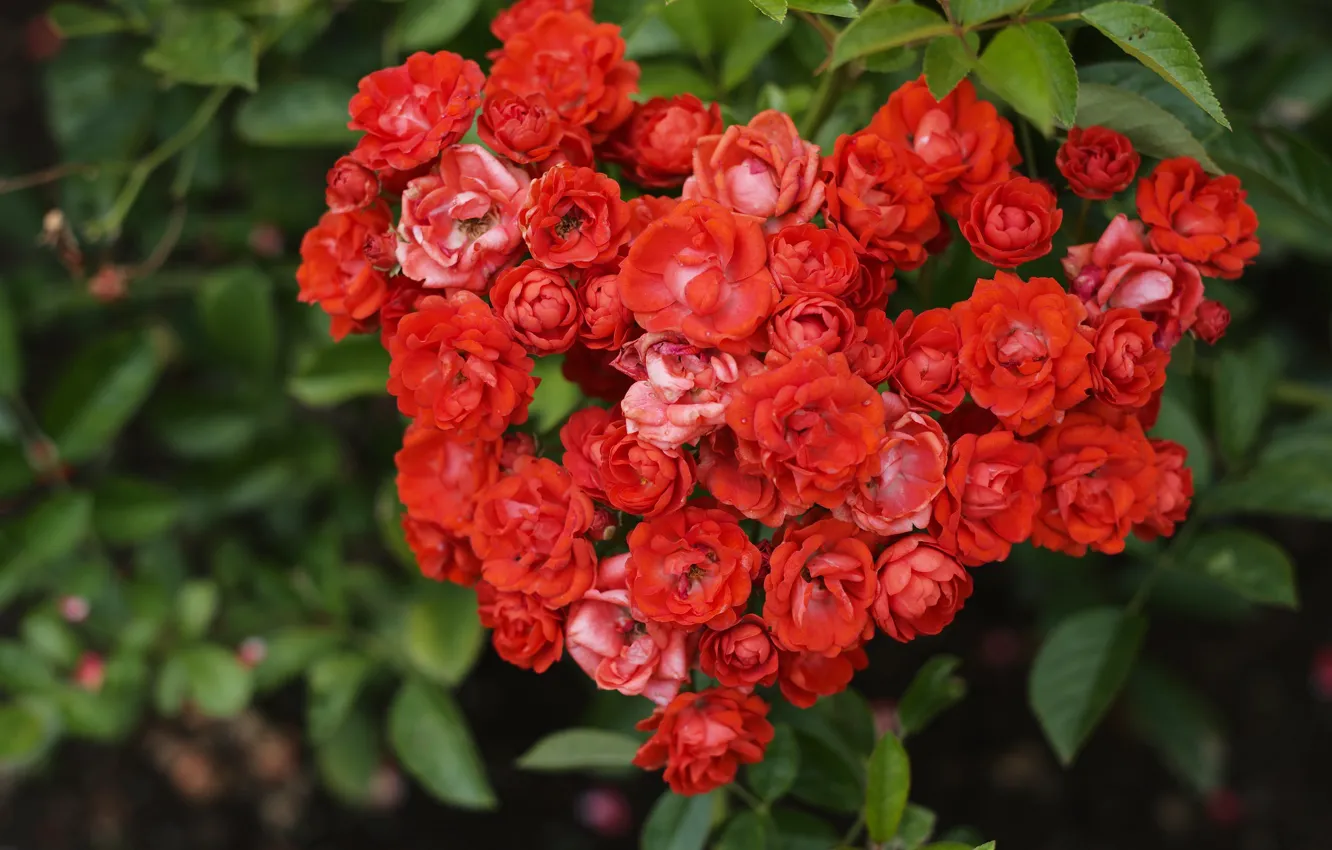 Photo wallpaper heart, Bush, roses, red