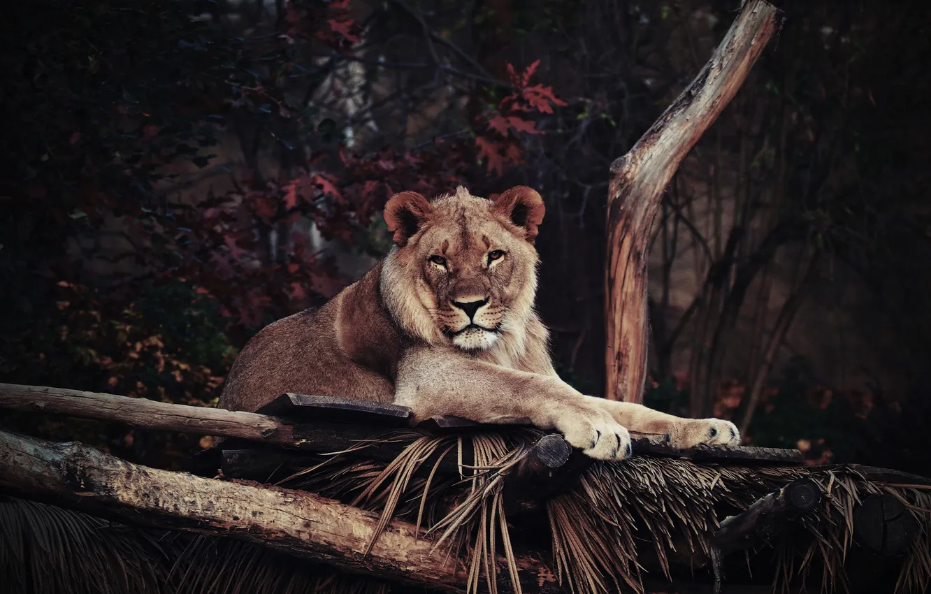 Photo wallpaper predator, Leo, lies, resting