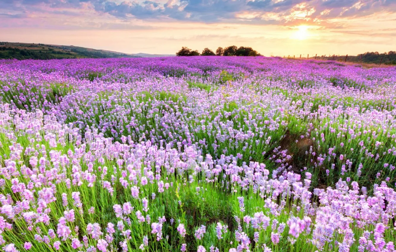 Photo wallpaper field, the sky, the sun, clouds, trees, landscape, sunset, flowers