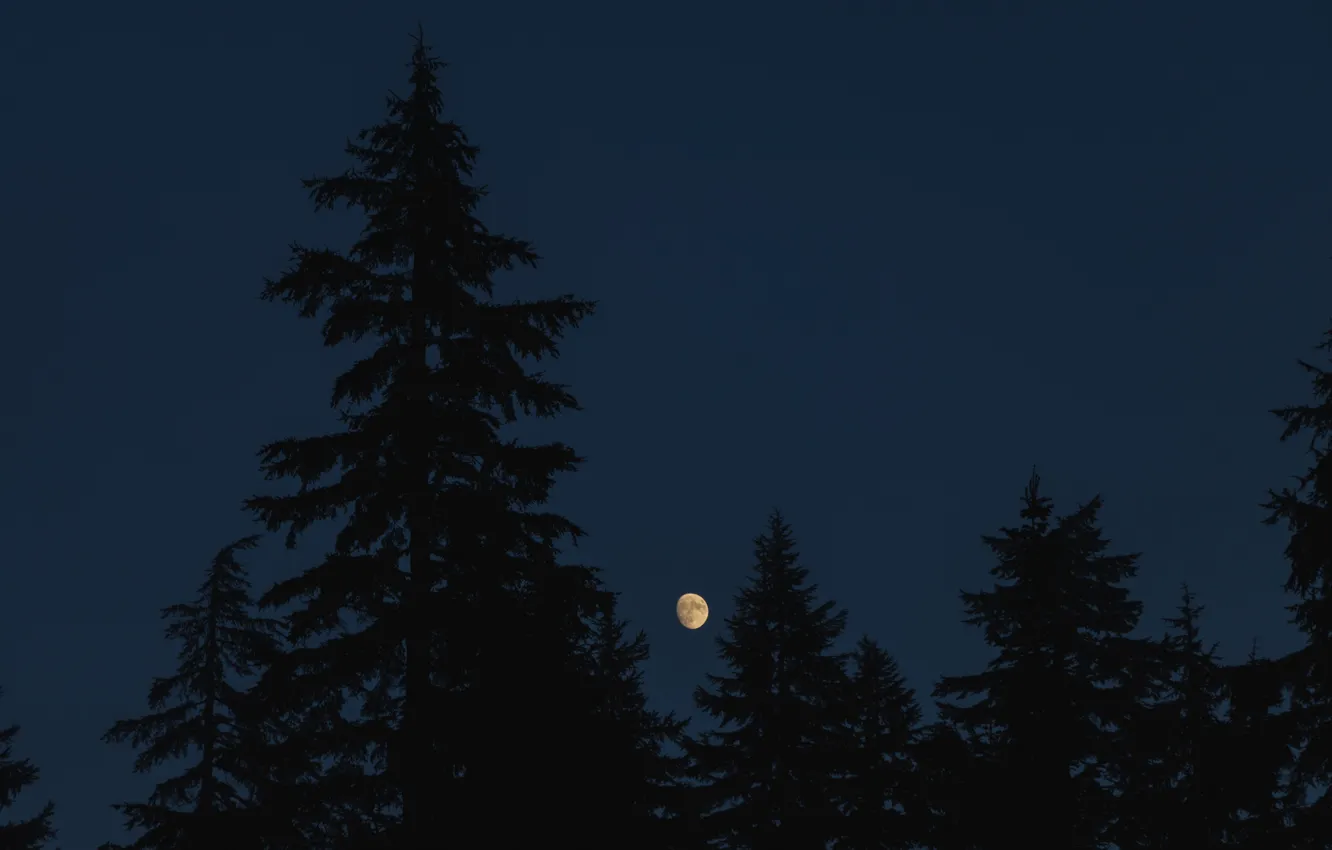 Photo wallpaper forest, trees, night, nature, the moon, ate