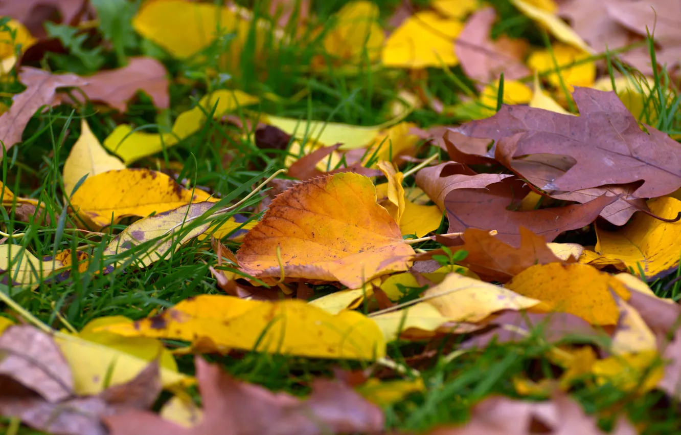 Photo wallpaper autumn, grass, yellow, glade, foliage, fallen leaves, oak, autumn leaves