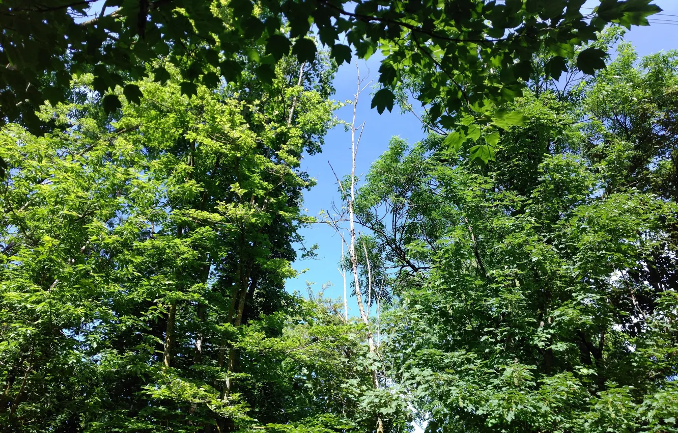 Photo wallpaper trees, Park, spring