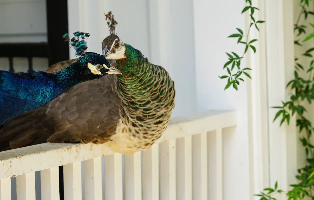 Photo wallpaper birds, pair, peacocks