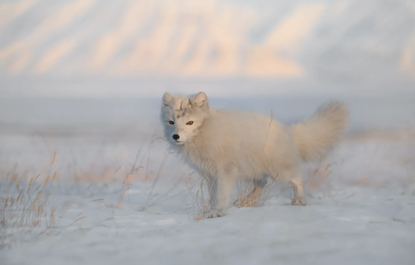 Photo wallpaper winter, white, look, snow, mountains, nature, pose, the snow