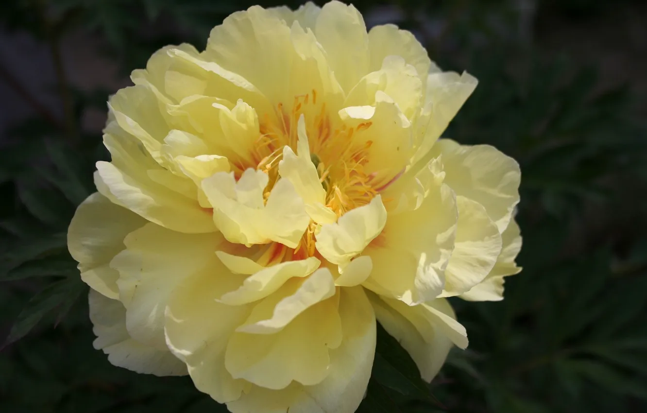 Photo wallpaper flowers, yellow, peonies