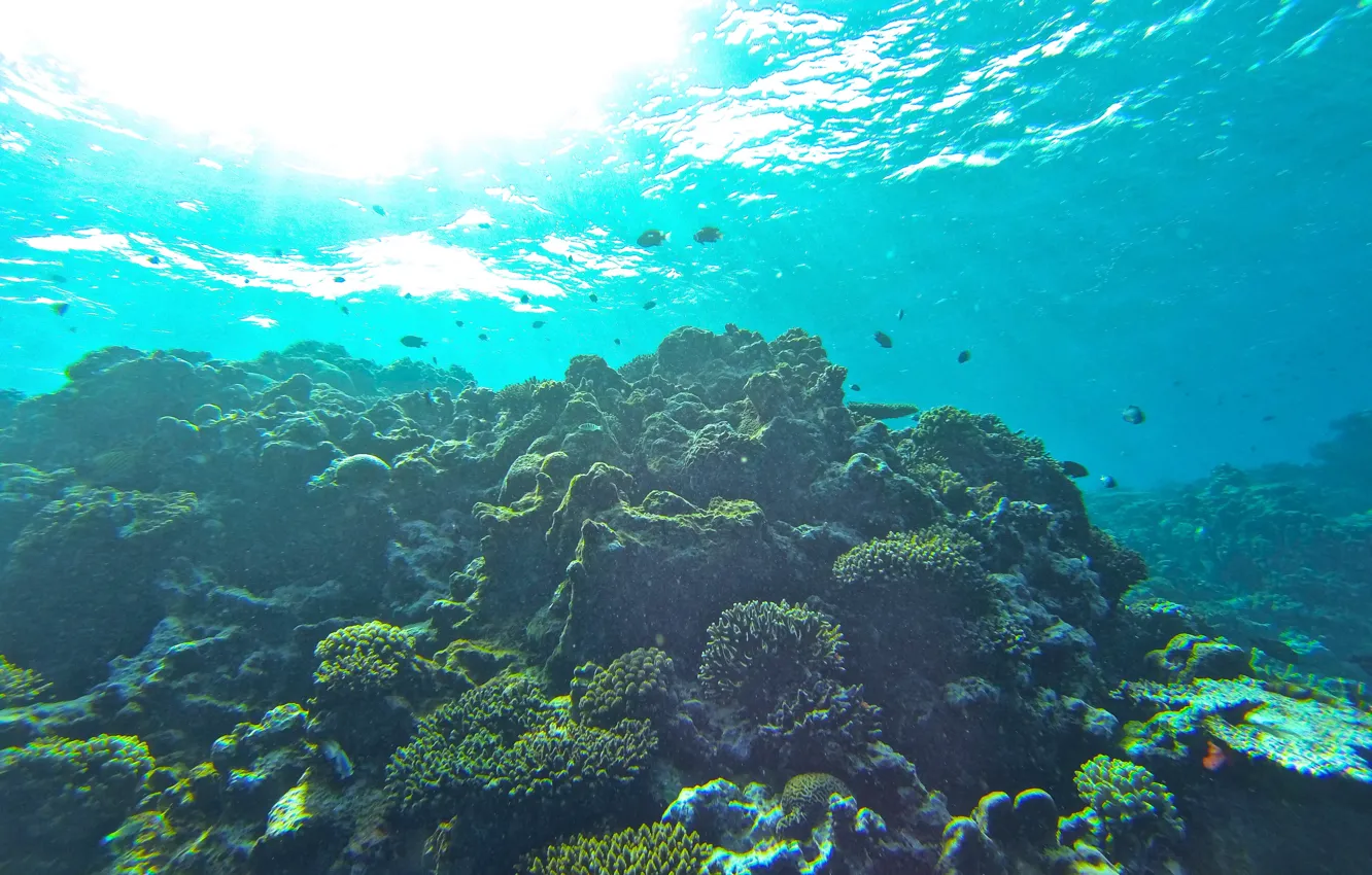 Photo wallpaper fish, the ocean, corals, underwater world